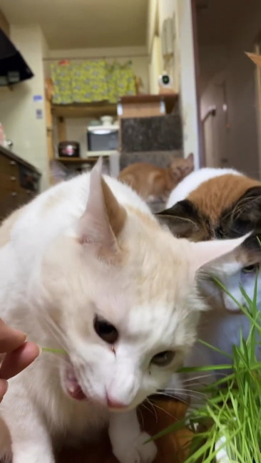 白猫