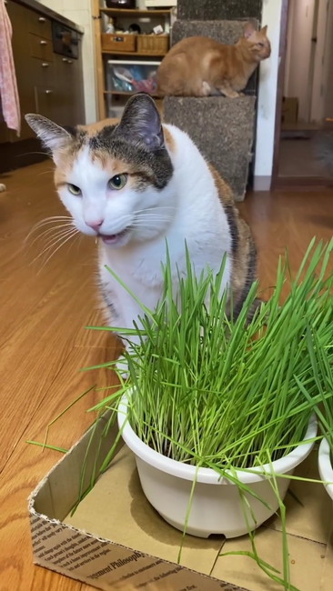三毛猫