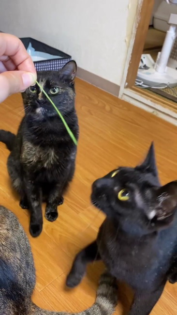 黒猫