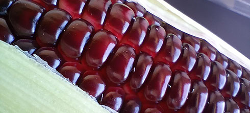 大和ルージュ・アップ