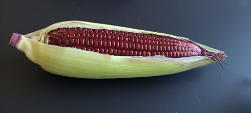 大和ルージュ・全体