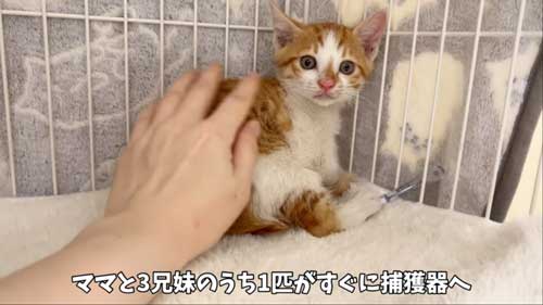 親子猫保護