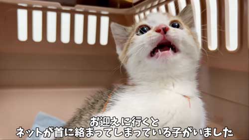親子猫保護