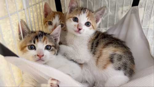 親子猫保護