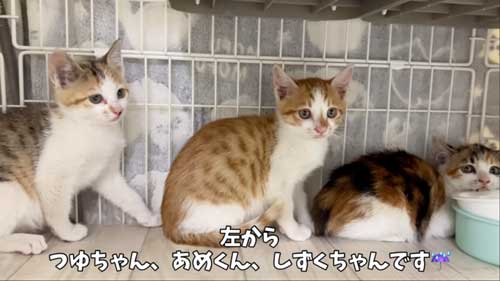 親子猫保護