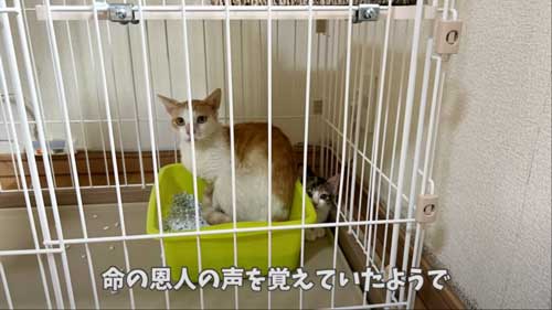 親子猫保護