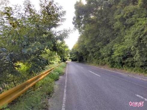 緑に夏みかん色のガードレールが映えます