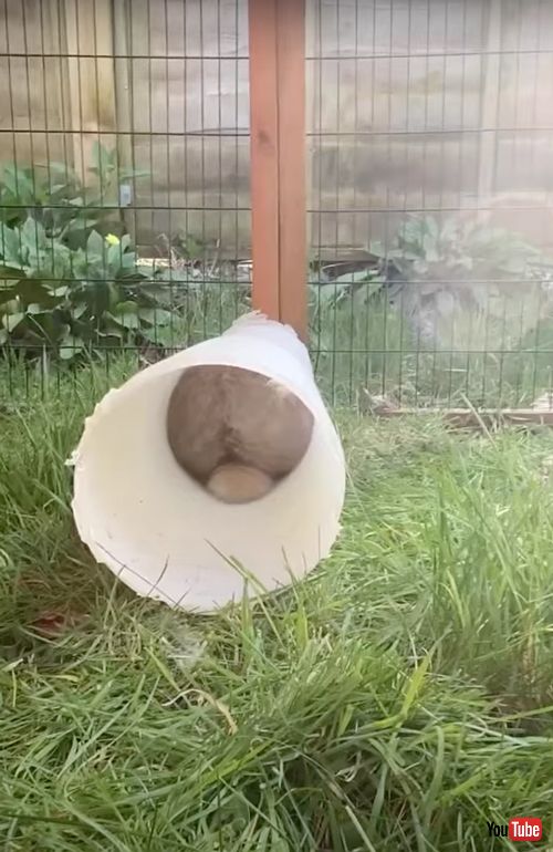 お尻から出てくるウサギさん