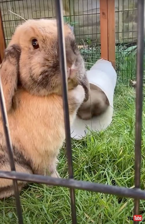 お尻から出てくるウサギさん