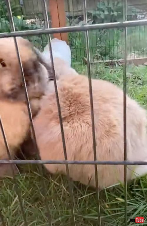 お尻から出てくるウサギさん