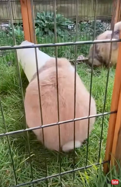 お尻から出てくるウサギさん