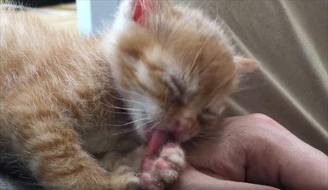 舌をだして片手なめる子猫