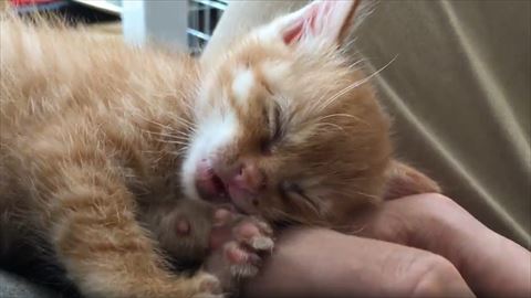 口をあけてる子猫