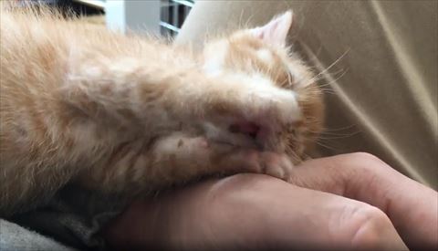 両手で顔を包み舌が見える子猫