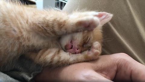両手の間から少し顔をだす子猫