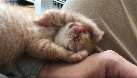 両手の間から少し顔をだして上を向く子猫