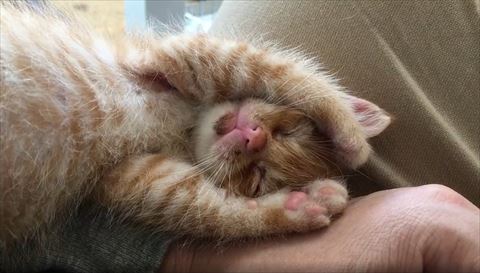 バンザイ寝アップ