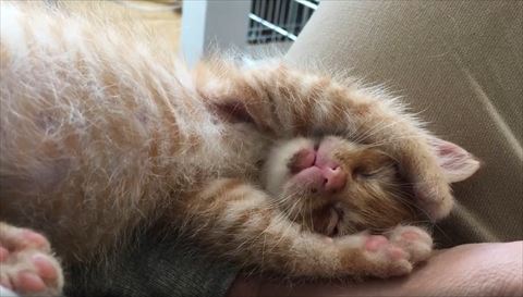 バンザイ寝少し口あけてる