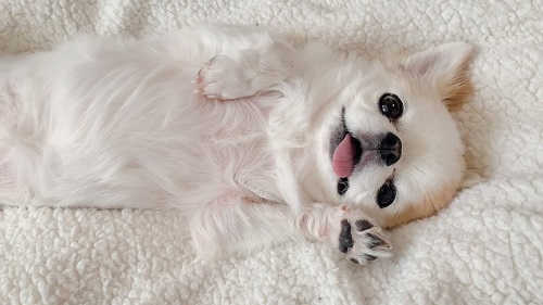 なで待ちワンコ