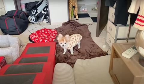 洋服着てるワンコ