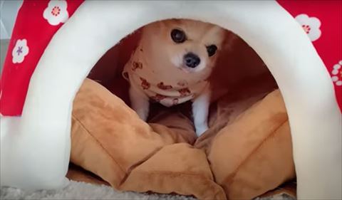 こたつの中ワンコ