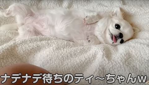 なでなで待ちテロップ