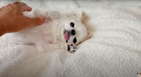 前足付け根親指でなでる