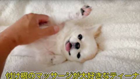 前足ピーンと伸ばす