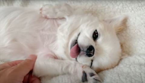 うっとりワンコアップ