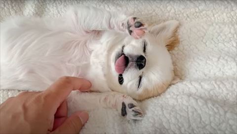 目つぶってなでられるワンコ