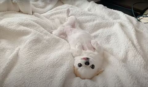 あお向けワンコ逆さまアングル