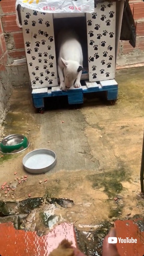 小屋から出ようとする犬