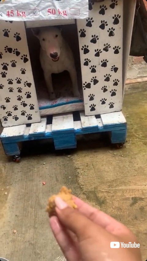 餌で釣ろうとする飼い主