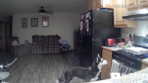 火を見つめる犬