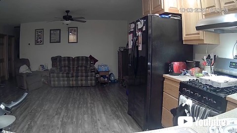 ピザ箱の匂いが気になる犬