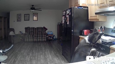 火を付けてしまった犬