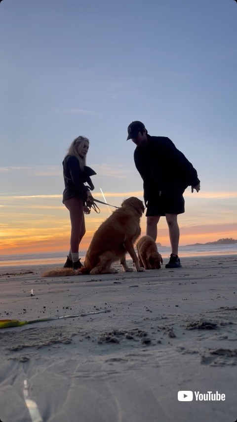 下ろされた子犬