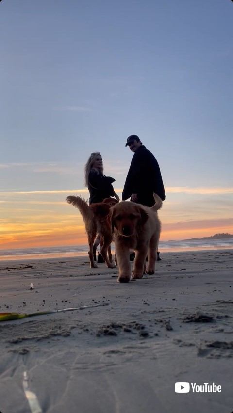 近づいてくる子犬