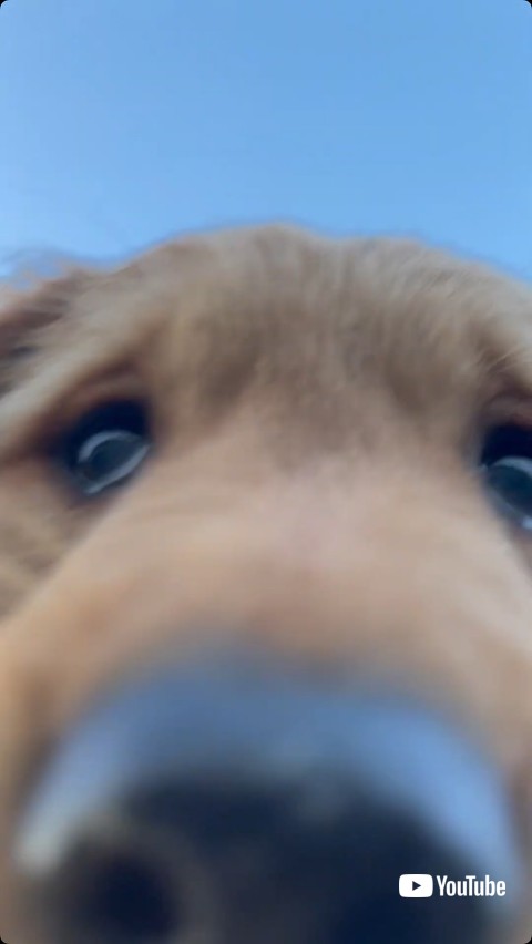 ドアップな子犬