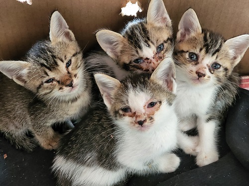 保護子猫