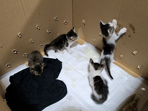 生後1カ月の保護子猫