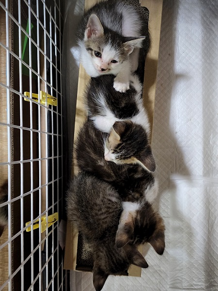身を寄せ合う保護子猫