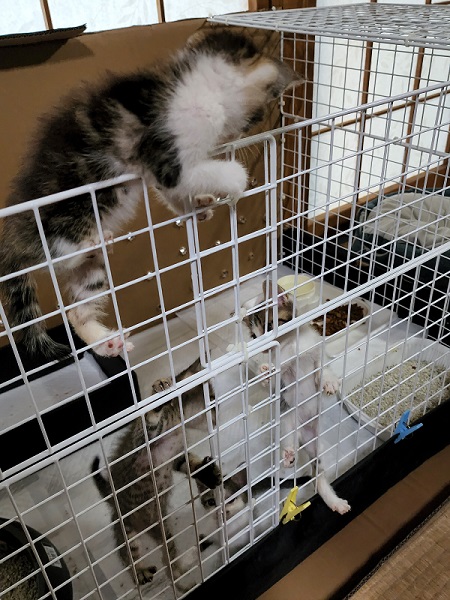 ケージをのぼる保護子猫