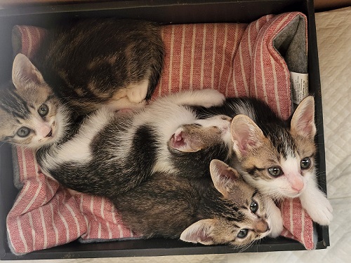 元気になった保護子猫