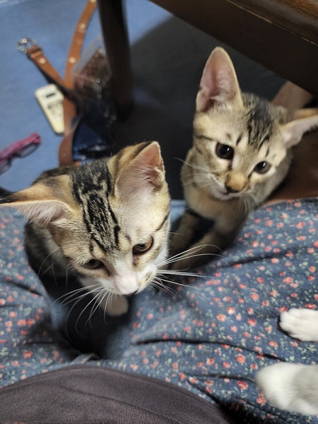 保護子猫2匹
