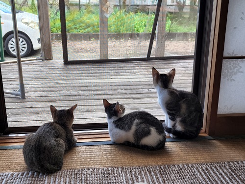 日向ぼっこ子猫
