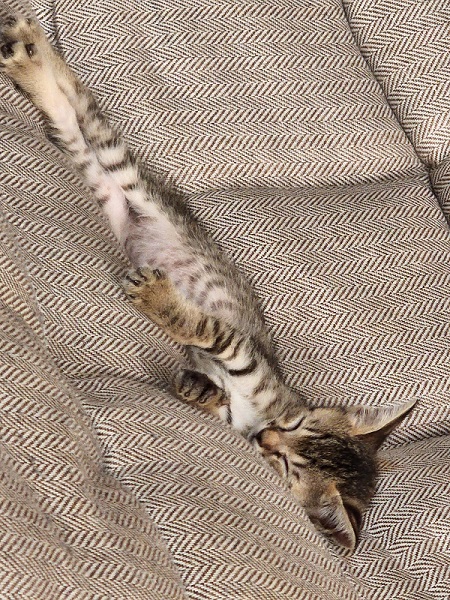 ヘソ天子猫
