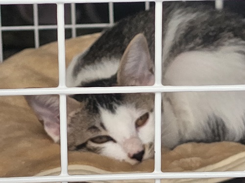 うとうと子猫
