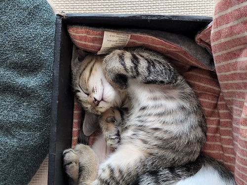 眠る子猫