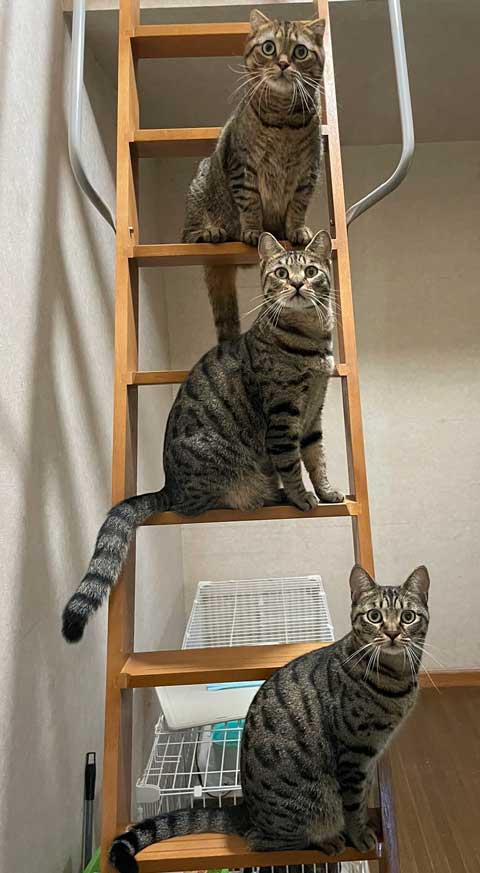 階段に陣取るキジトラ猫たち